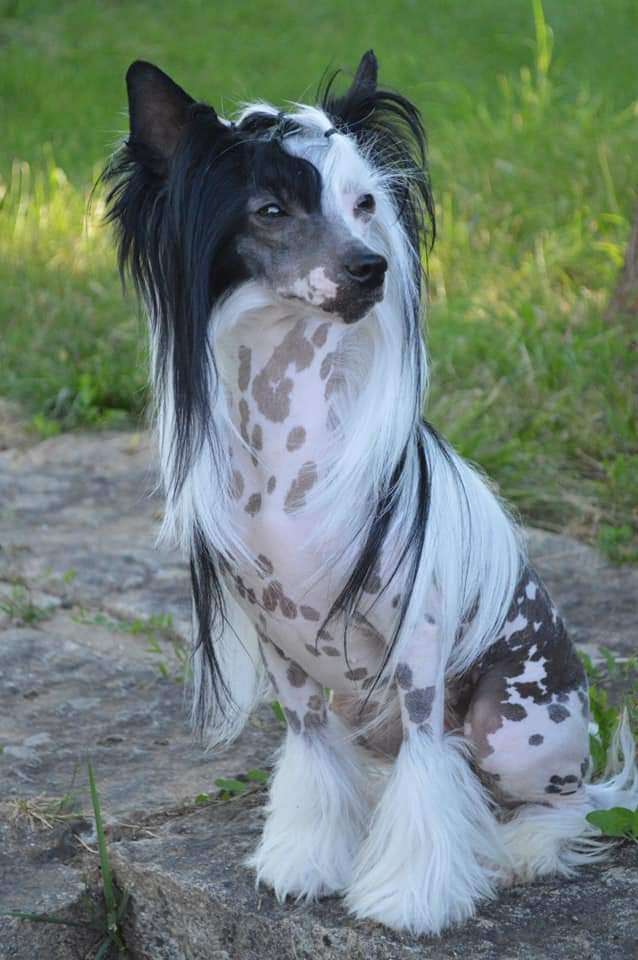 Volcancrest Kana Keoki