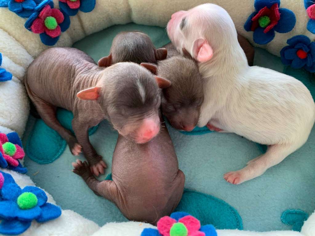 Arabika iz Clana Timurlana