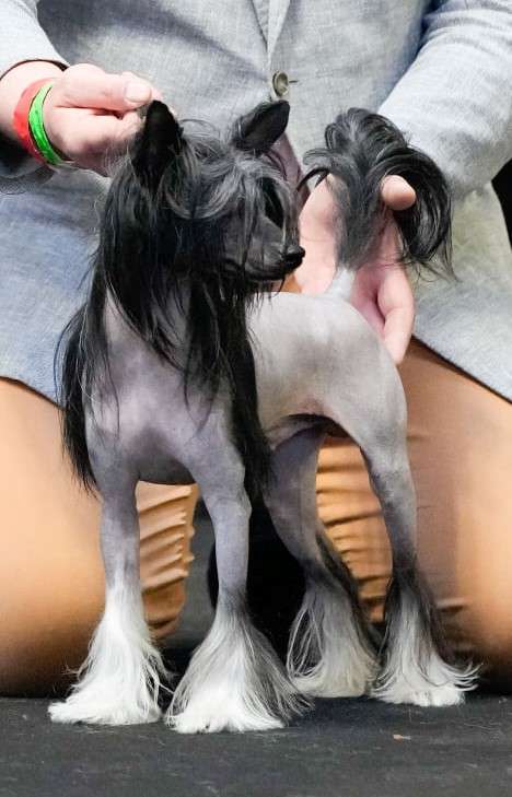 Wild Night's Phoenix