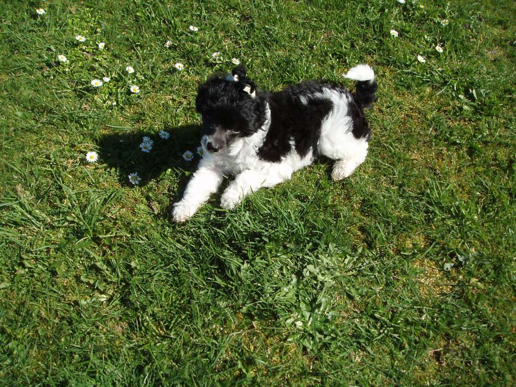 franzell Cookies And Cream