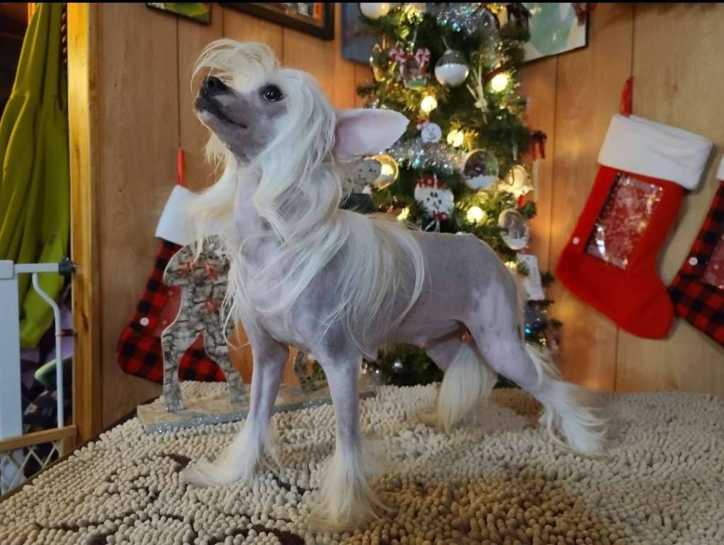 Long Haul's Great Cosmic Domino Effect