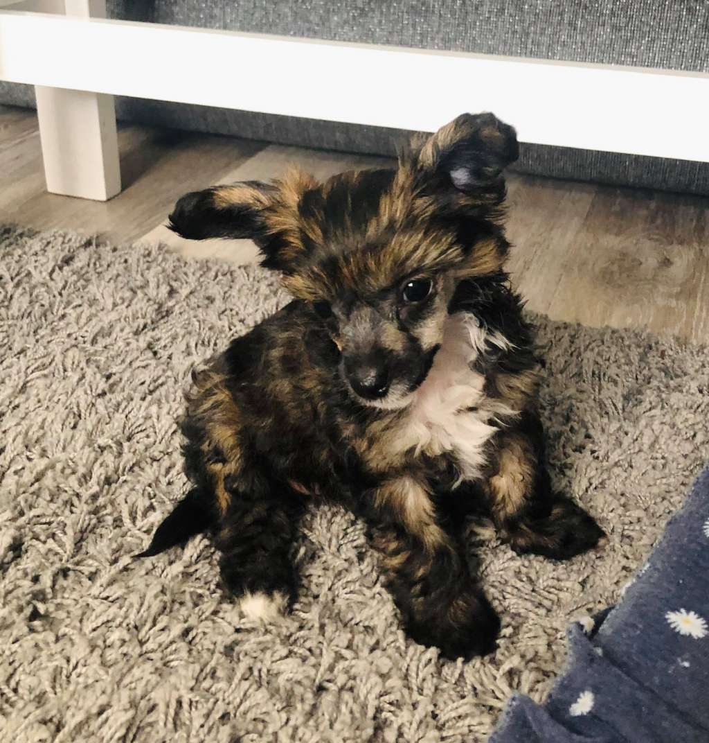 Kojiki's Lil Miss Sassy