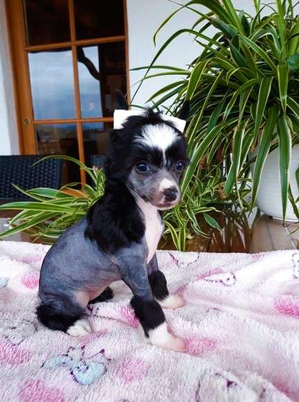 Little Dog Of Dream Pelagy