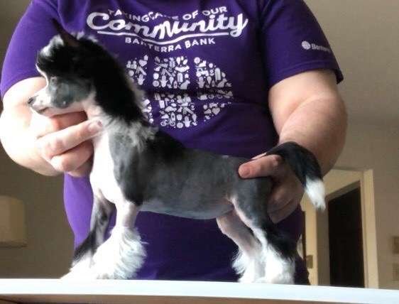 Edelweiss Chica Bonita