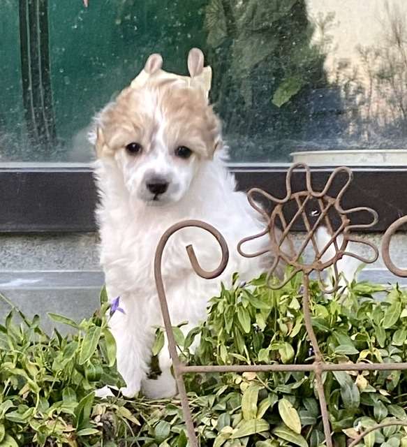 Utopia von Shinbashi