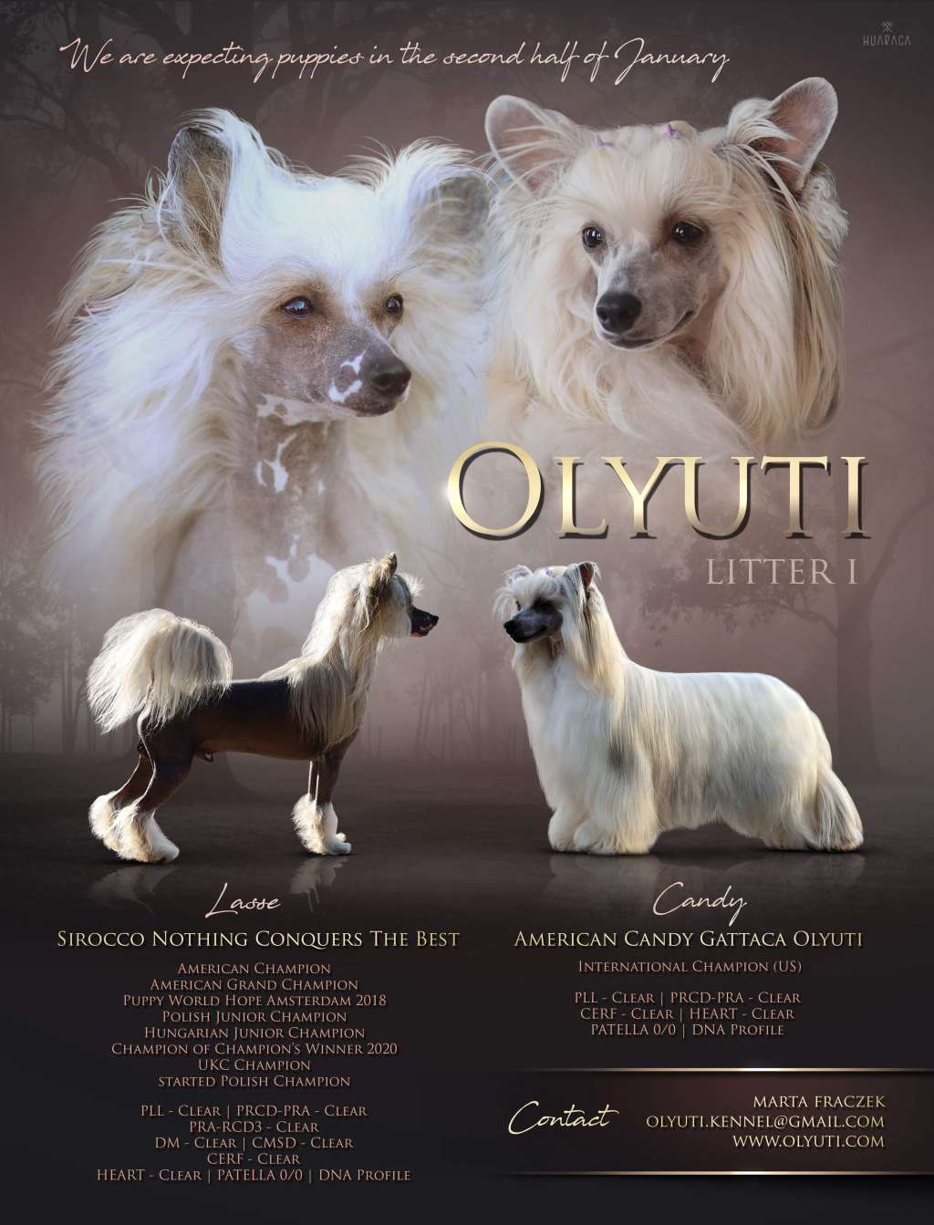 American Candy Gattaca Olyuti