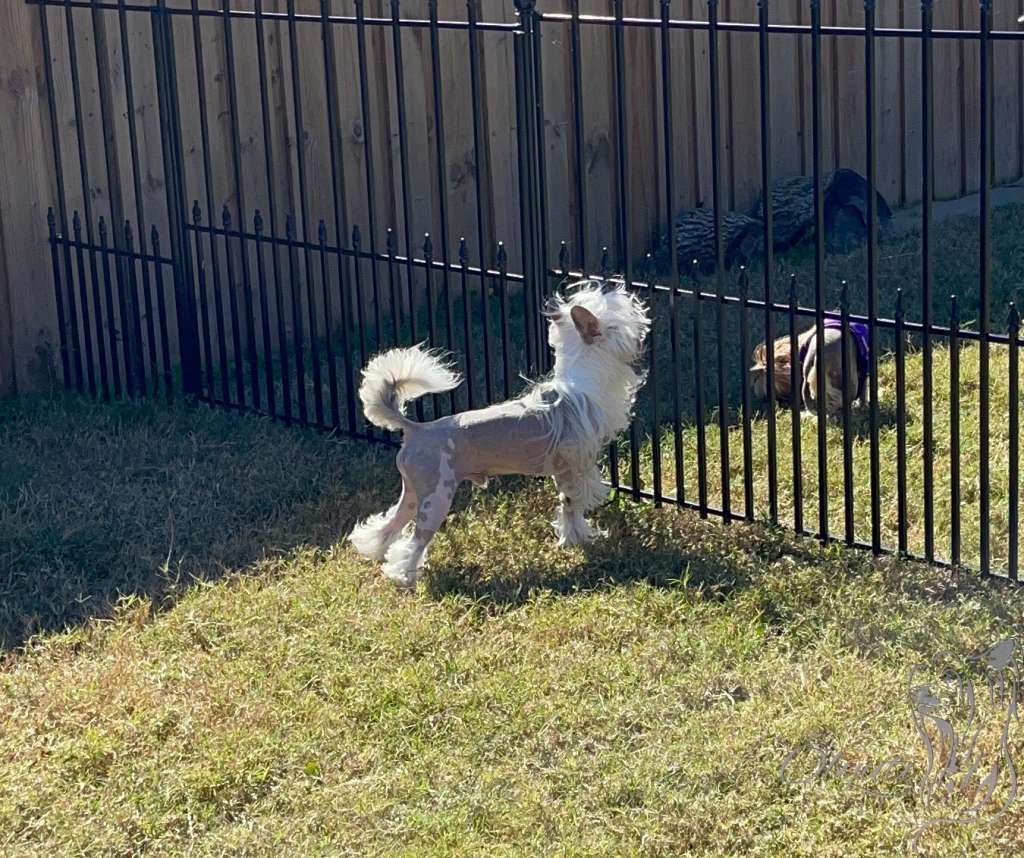 American Riddle Gattaca Olyuti