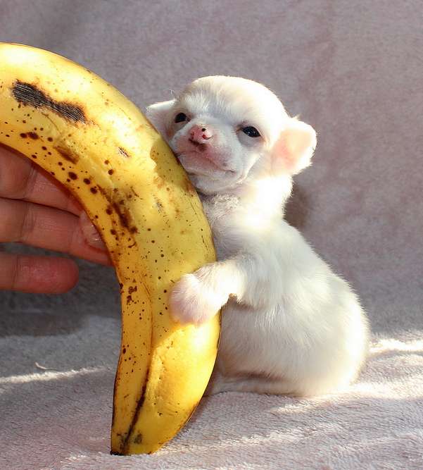 Angel O Check Anioshenka