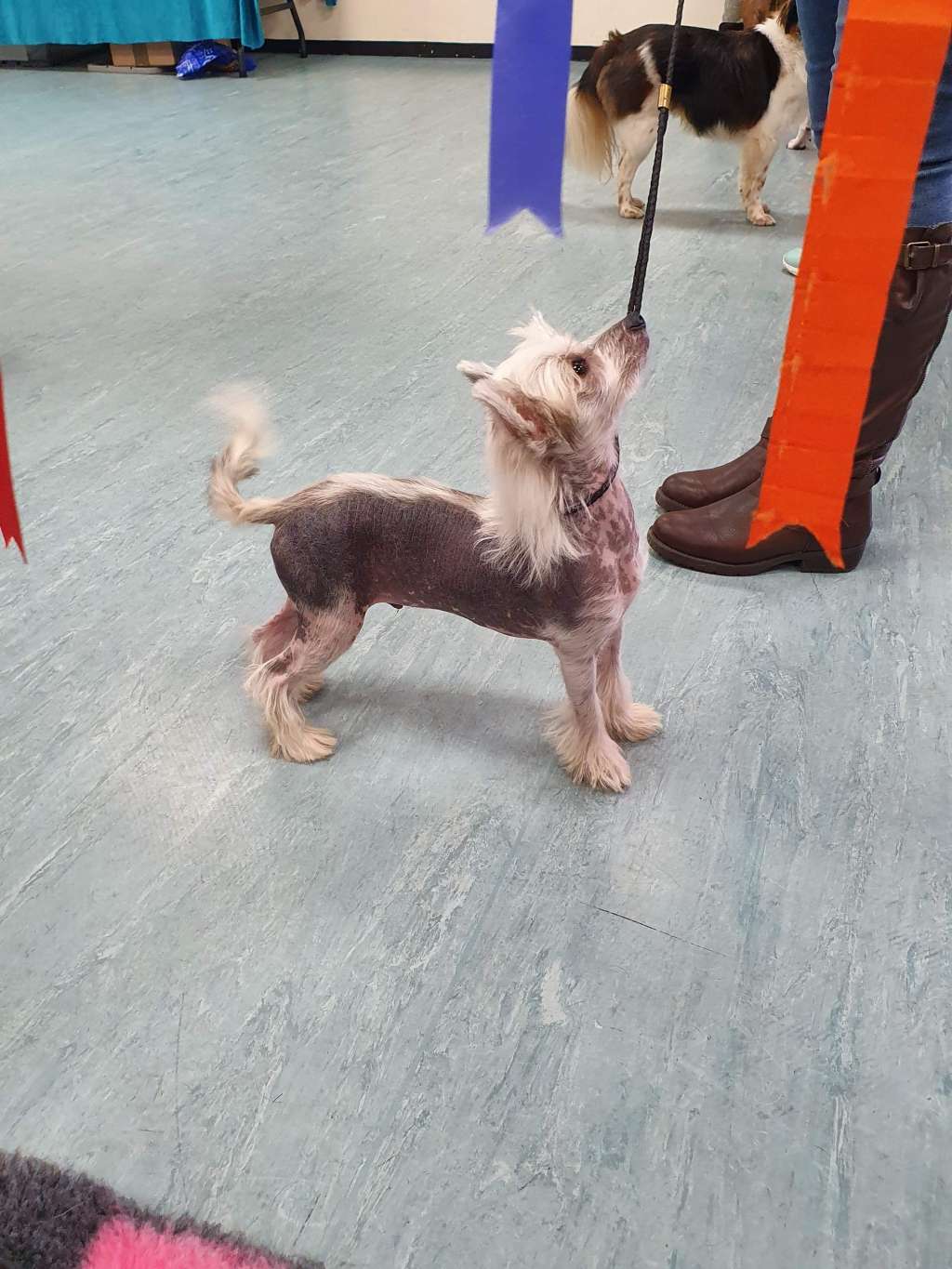 Rominjay's we've got this