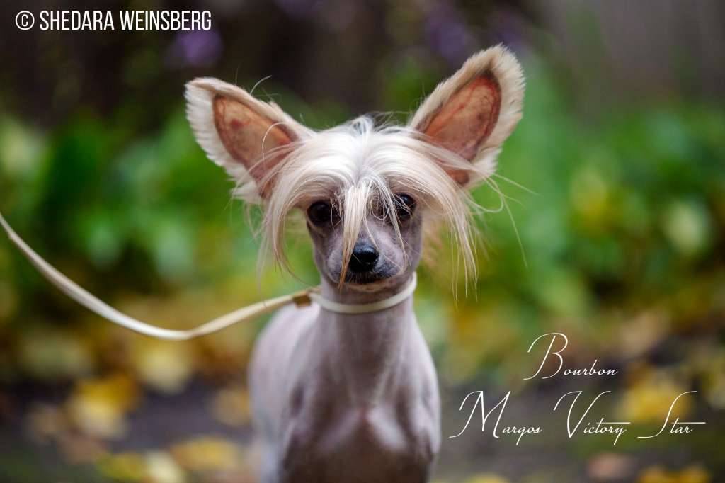 Burbon Margos Victory Star