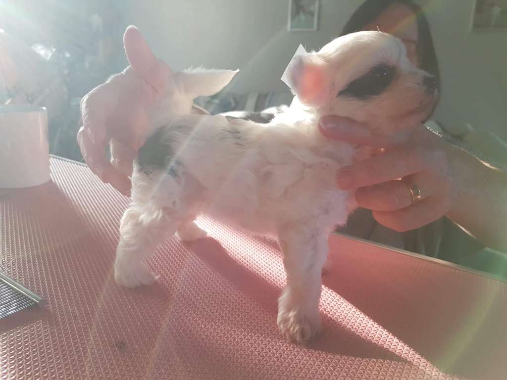 Rominjay's Ragdoll Rosie