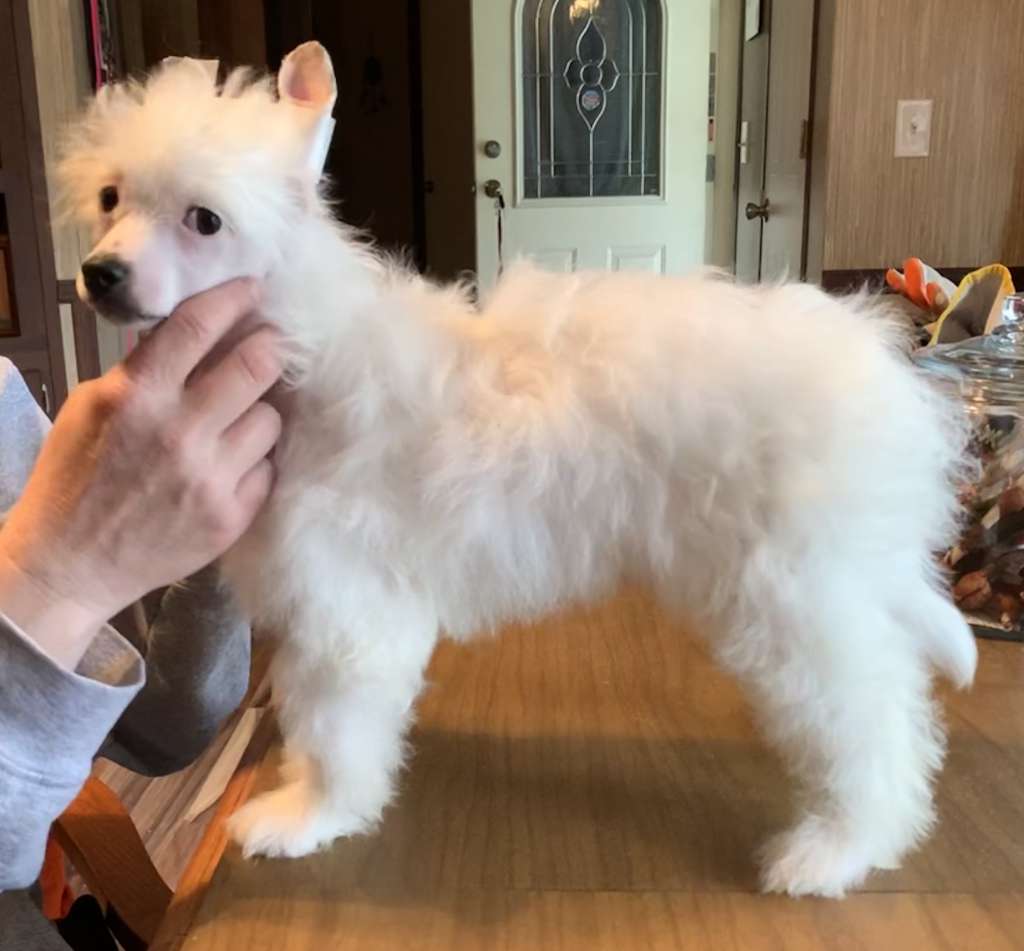 DeBahTrio Beep Beep Imma Sheep