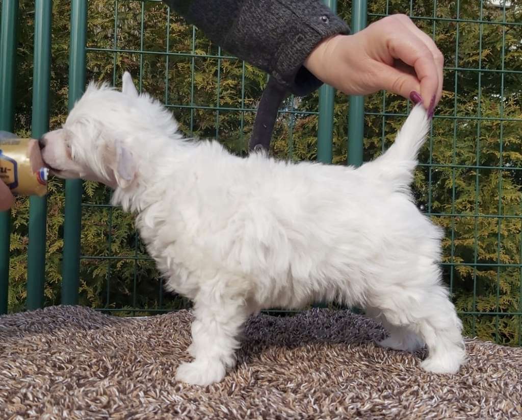 Jamming's Koh-I-Noor