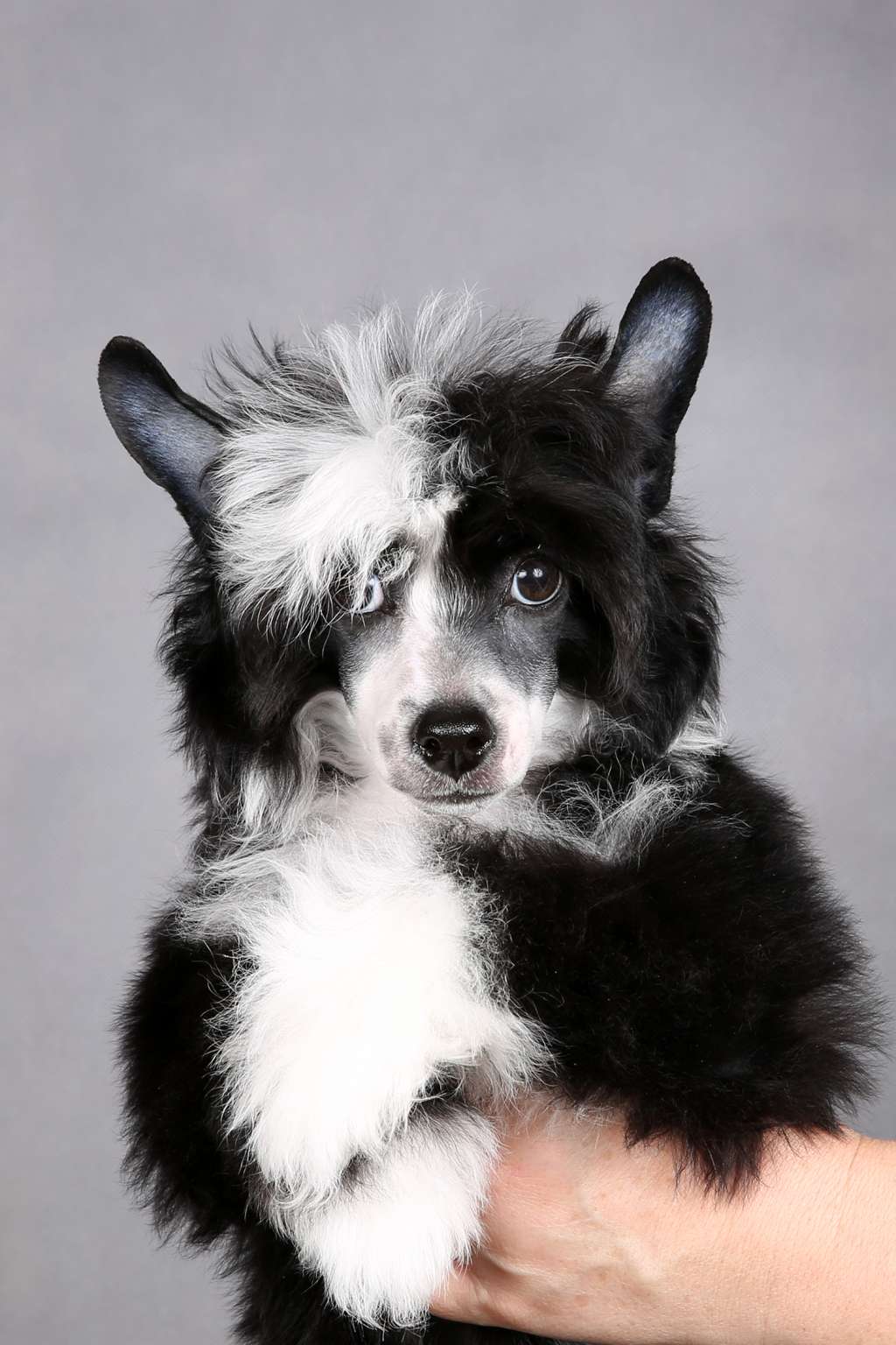 Incanto Del Mondo Verona