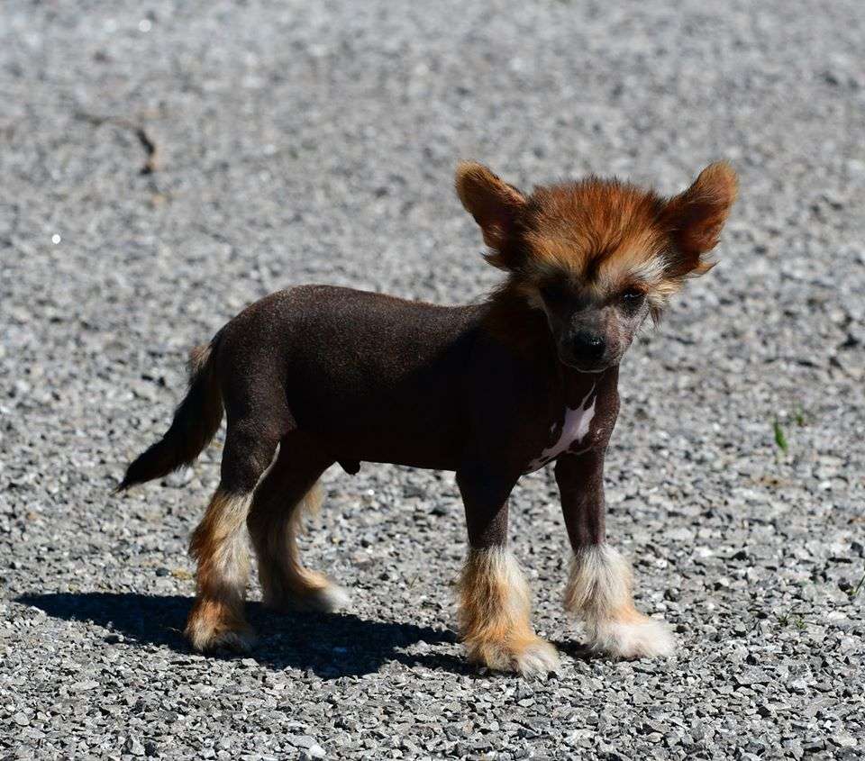 Little Dog Of Dream Rikiki