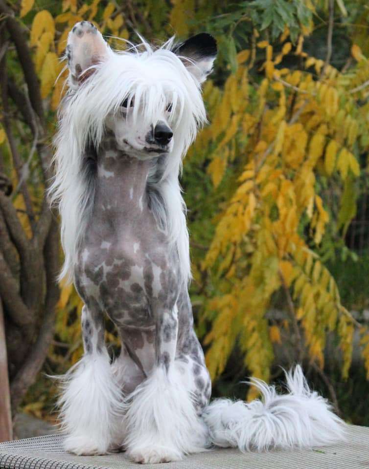 Little Dog Of Dream Rhum Raisin