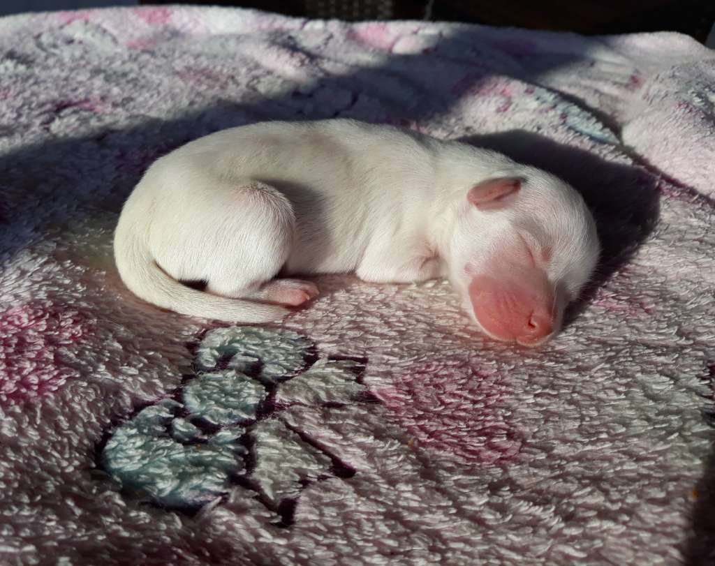 Little Dog Of Dream Ruby