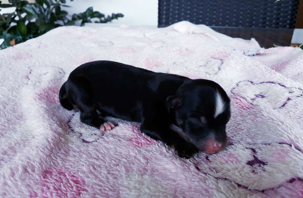 Little Dog Of Dream Réglisse