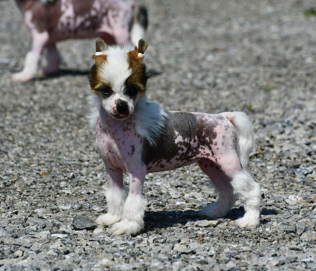 Little Dog Of Dream R'Mionne