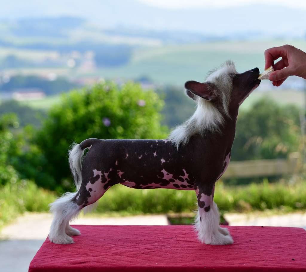 Little Dog Of Dream Reggae Night