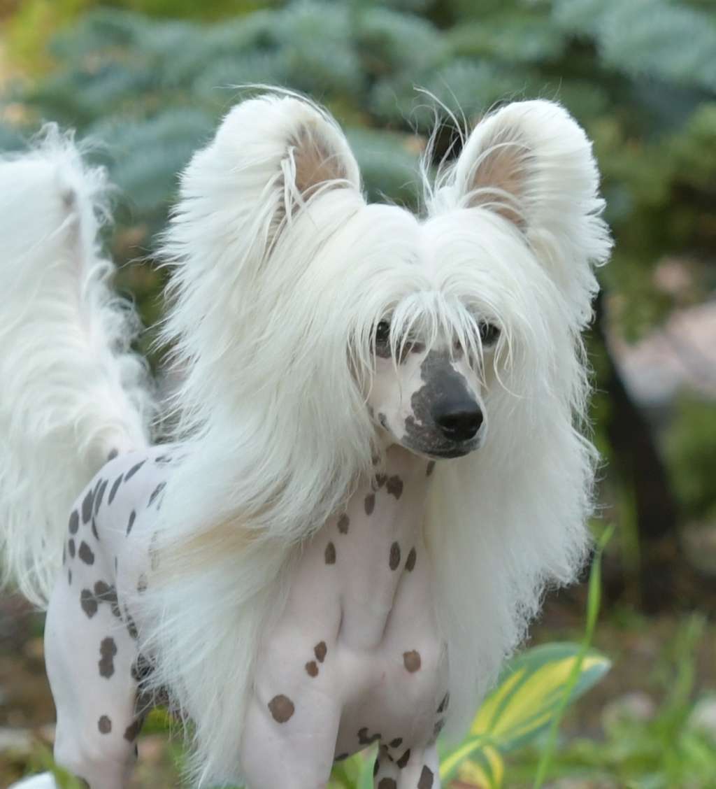 HitLine Ltd Unique White Fire