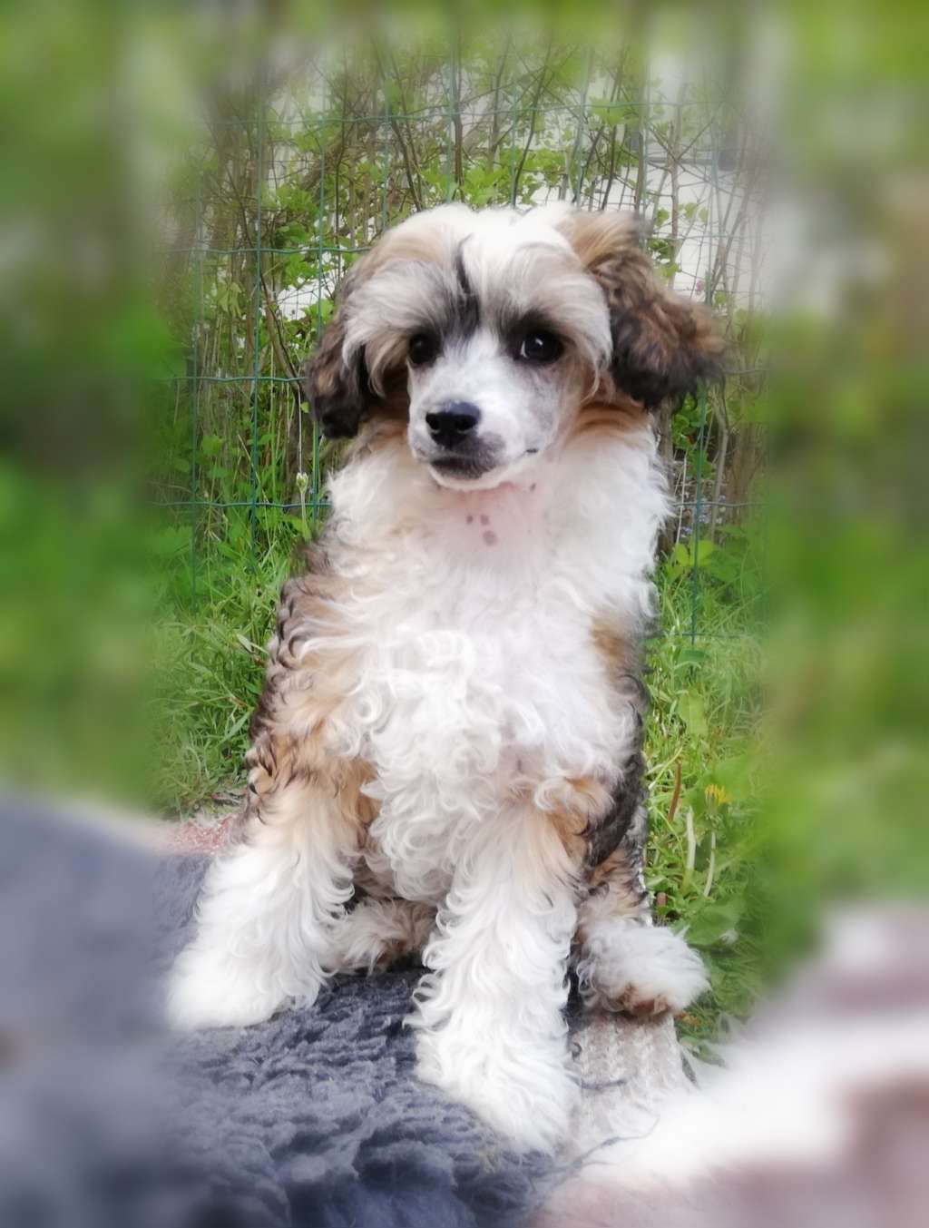 Joyway's Dragon Lord