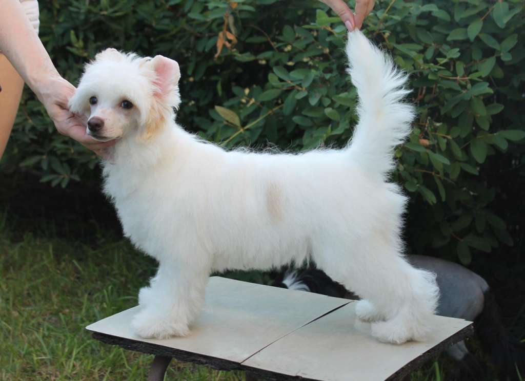 Sempre Con Te Alba La Bella