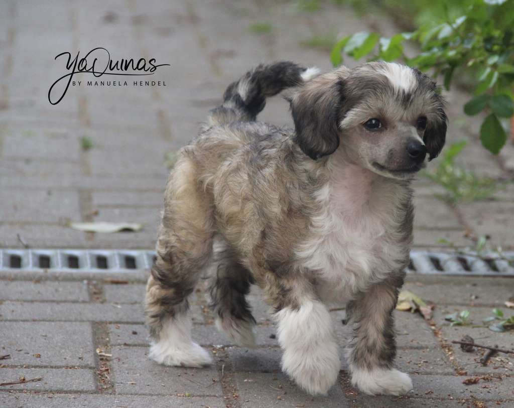 Yaquinas Graf von Zitzewitz