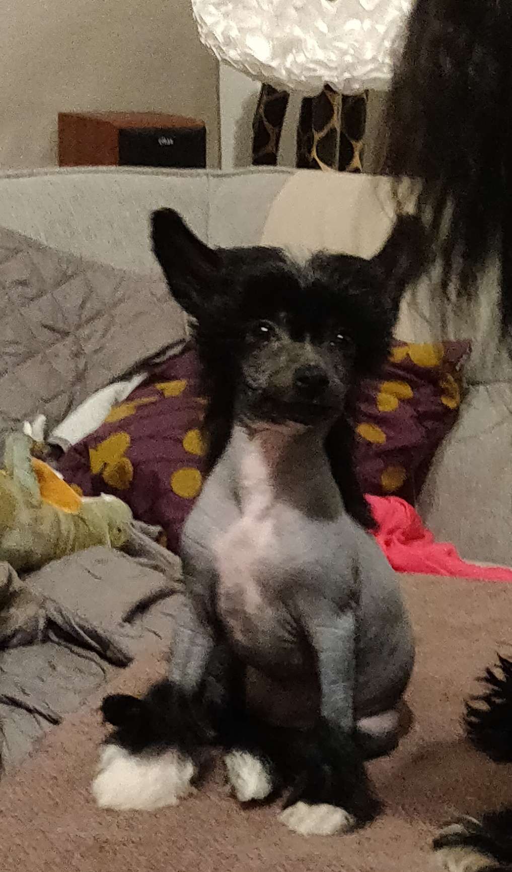 Windy Willow's Christmas Carol