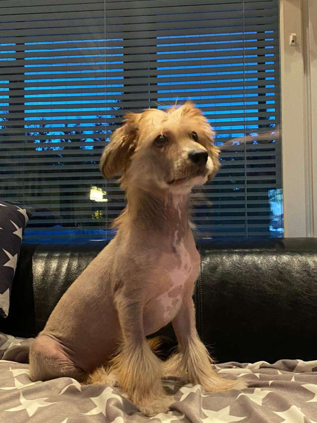 Windy Willow's Rudolf The Rednose