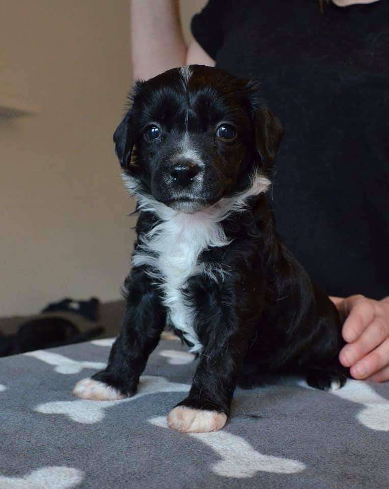 Windy Willow's Rapapampam