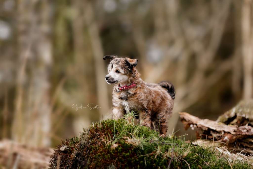 Crested Vixen's Anne-Lise Rygvold