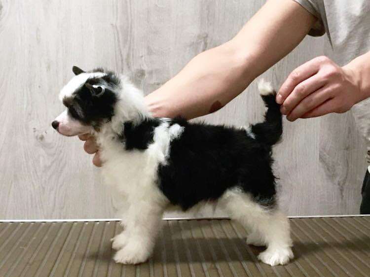 Rolana Family Brooklin