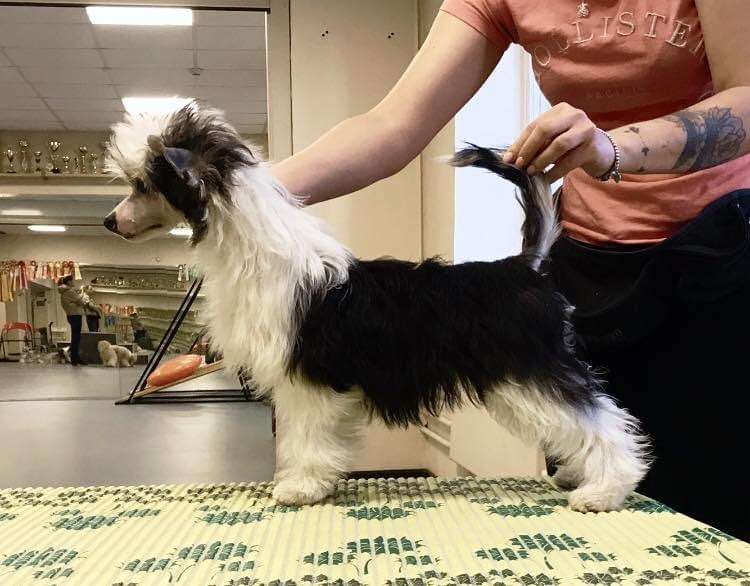 Rolana Family Brusnika