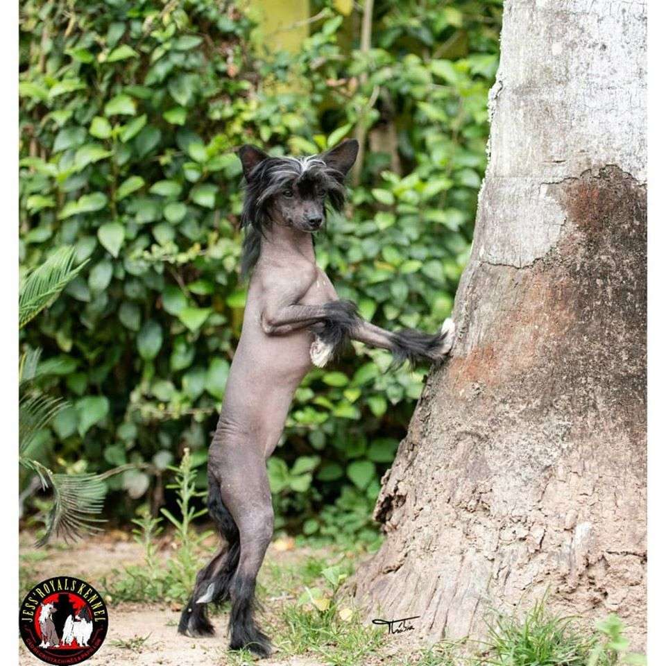 Jess' Royals Amy Winehouse