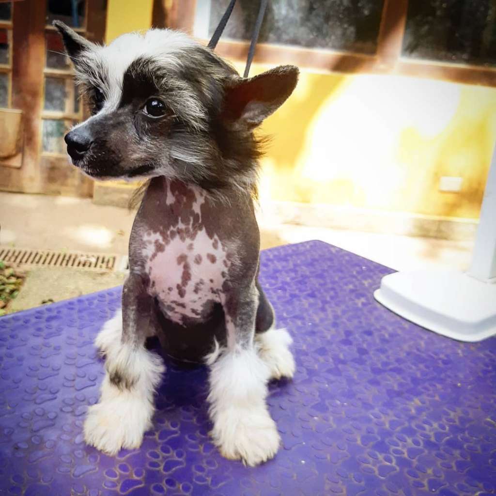 Moonbow's Iggy Azalea