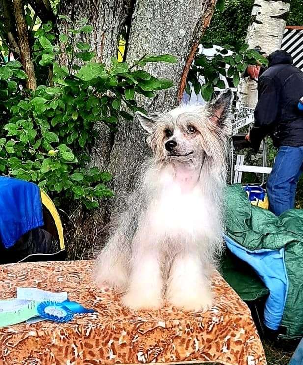 Amaterasu Hana Ariel