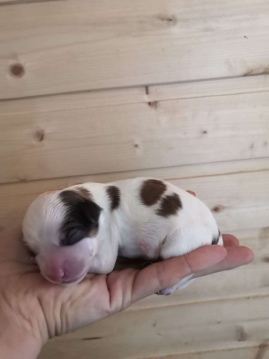 Amaterasu Hana Bonapart