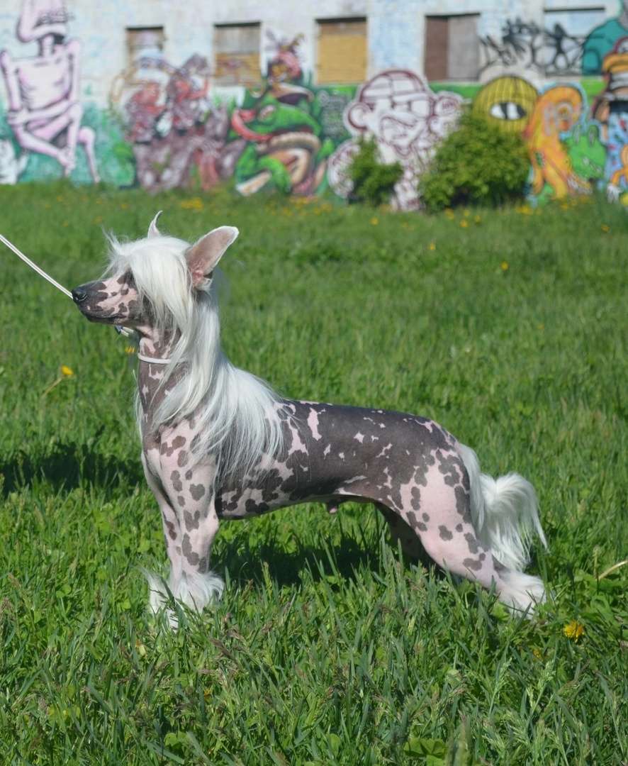 Amaterasu Hana Brilliant King of My Heart