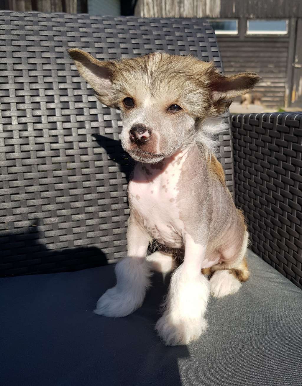 Tournais Bobby Butt Naked