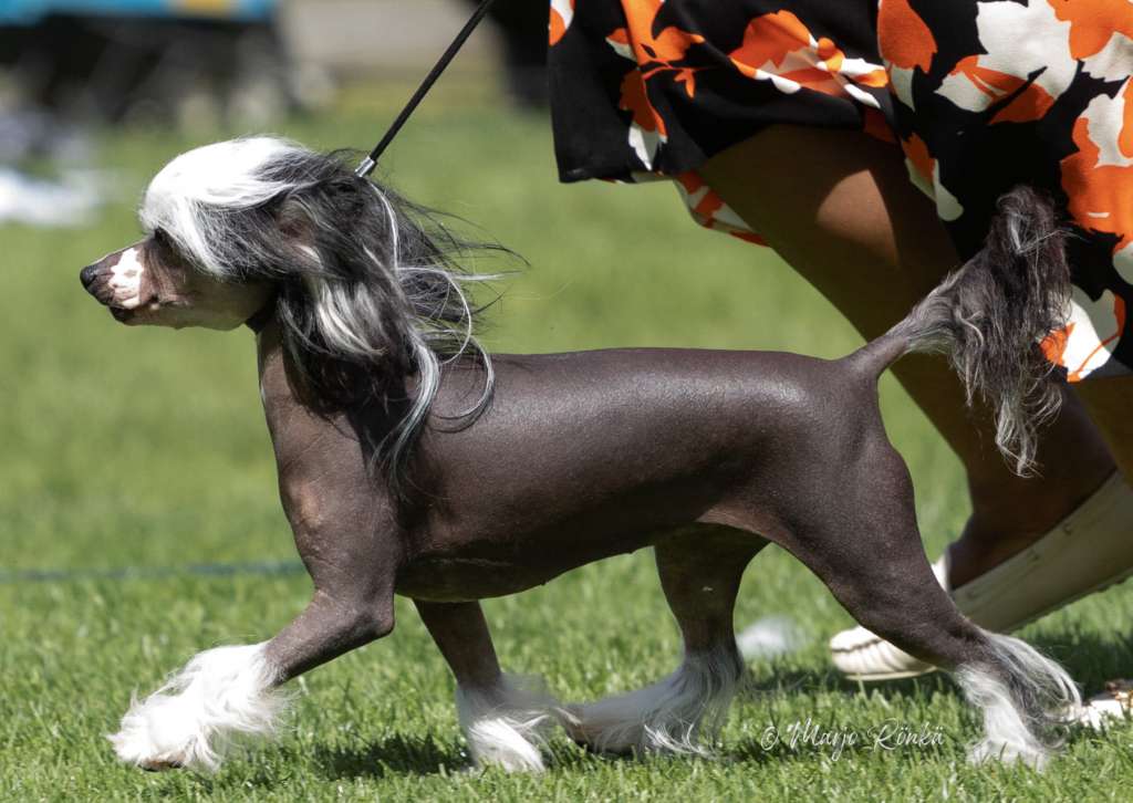 Desireme Lay your hand on me