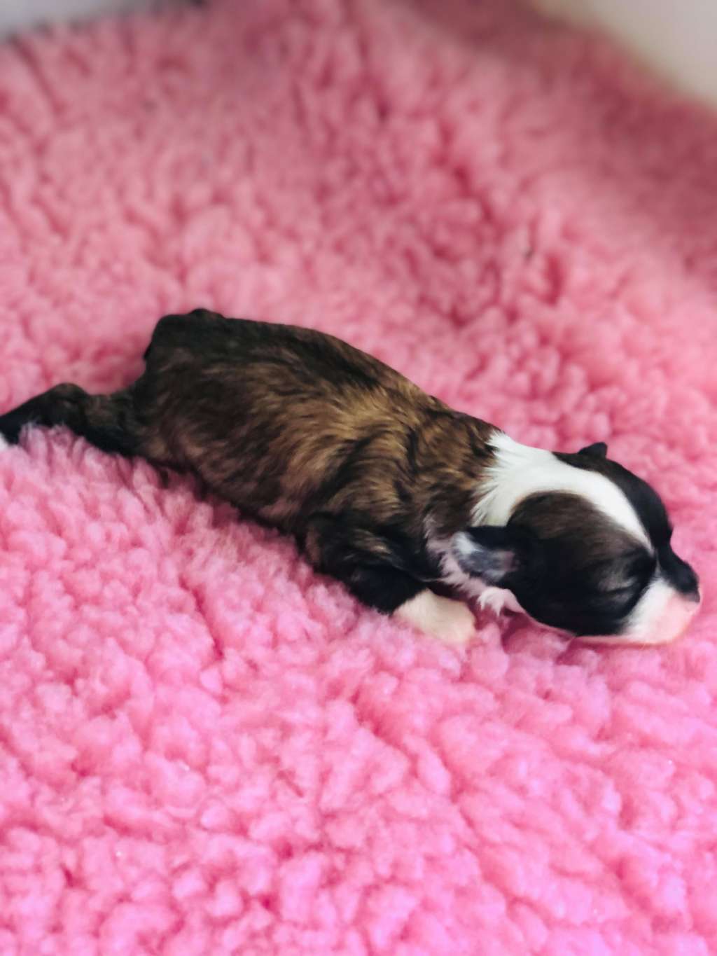 Moelmo's Winter Melody