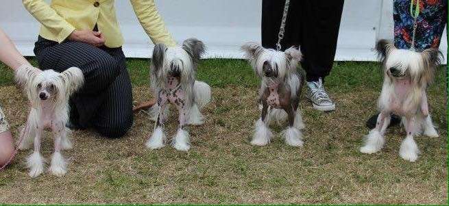 Ch Shanshal Hot Tottie At Chinois