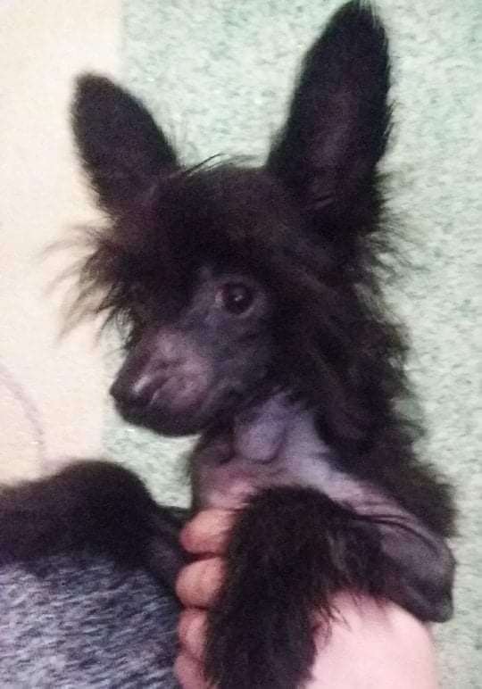 Beauty incomparable Vivian