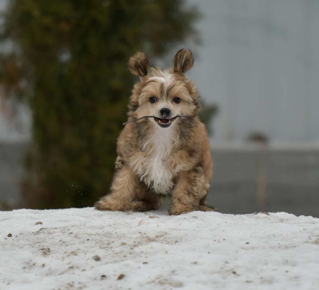 HitLine Ltd Hot Stuff