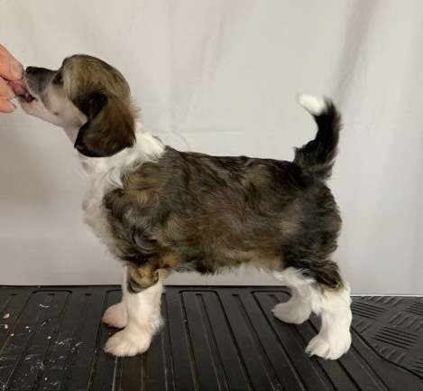 Moelmo's Born This Way