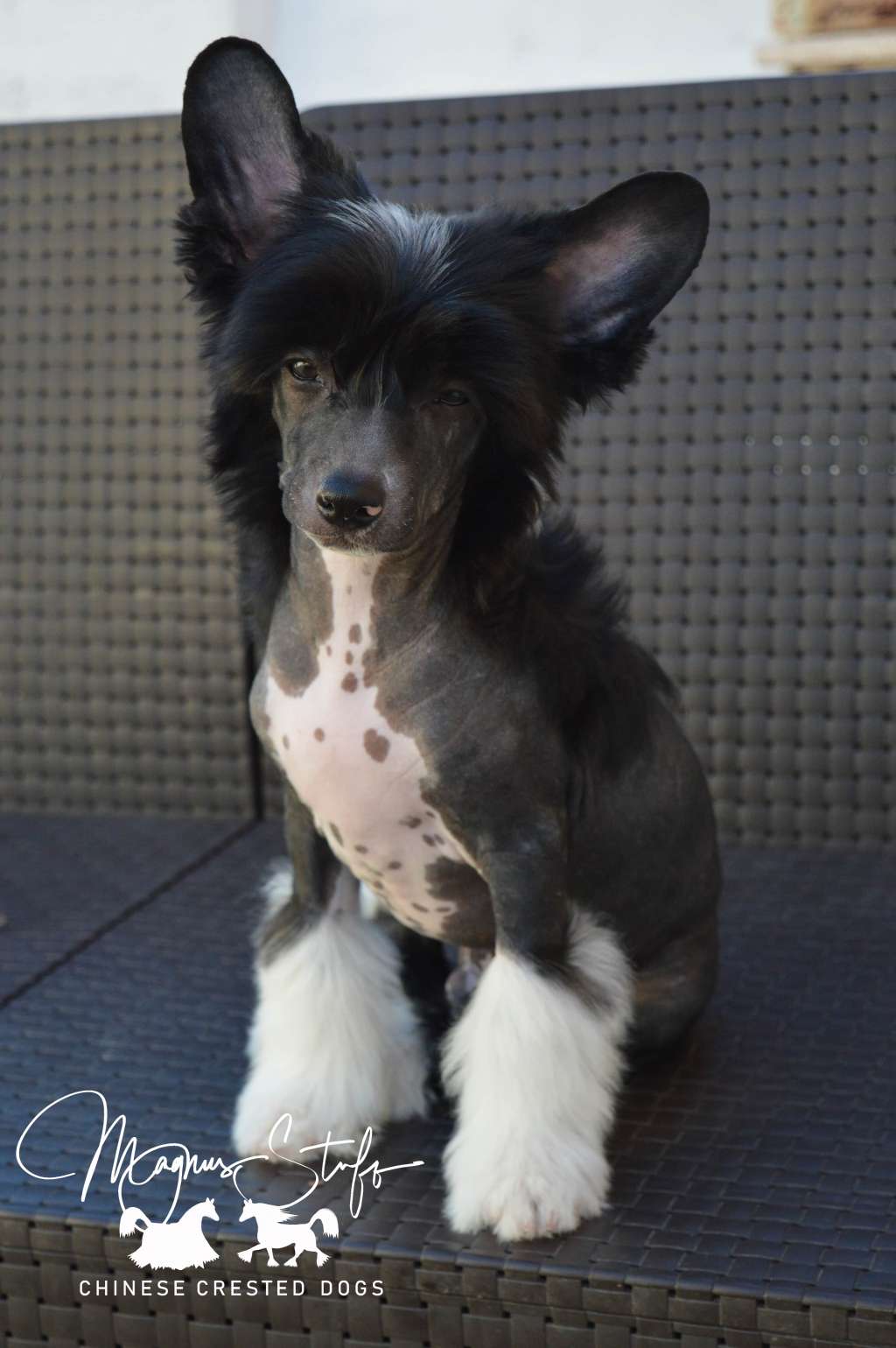 Magnus Staff Eliott the Prestigious