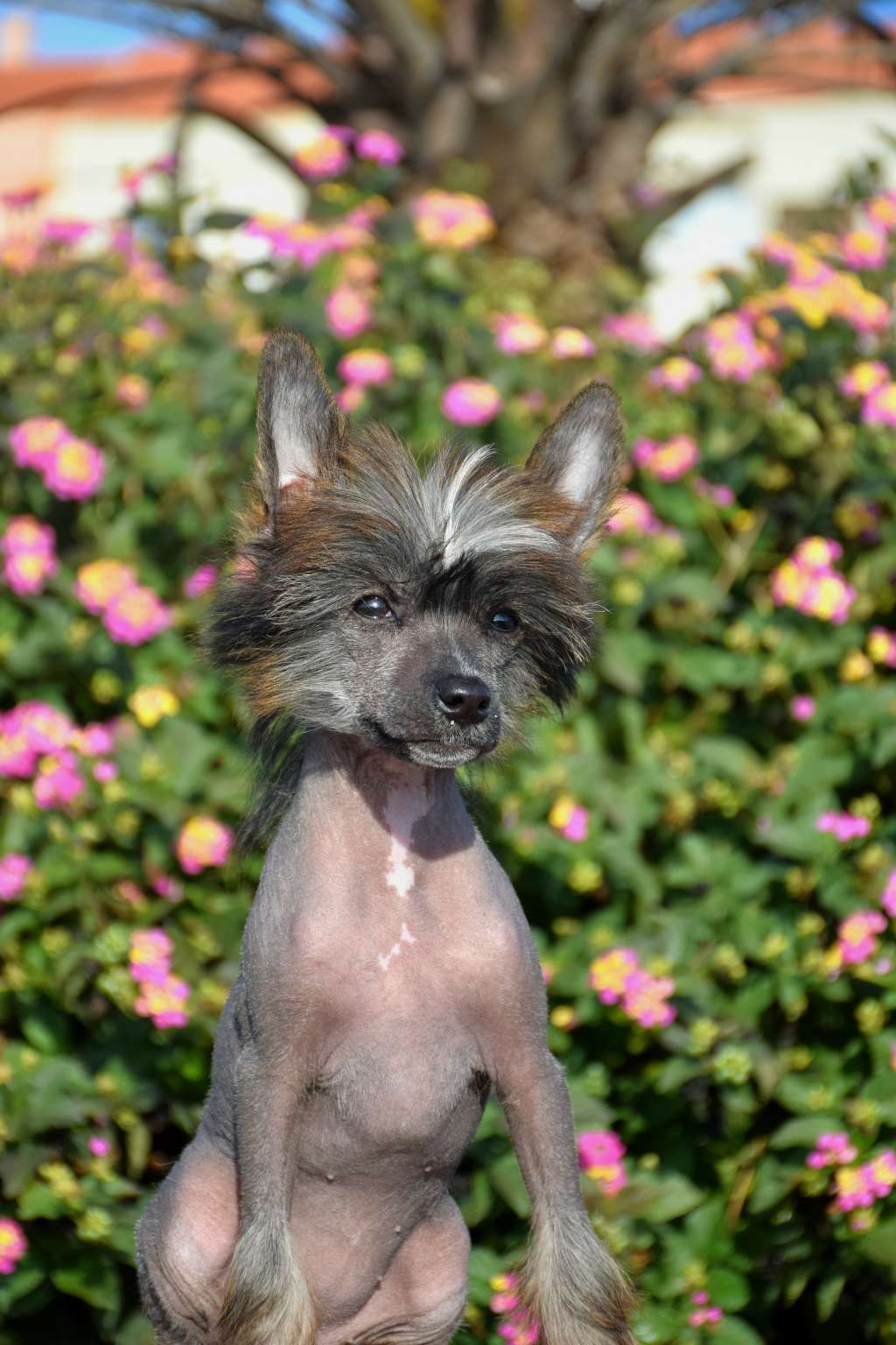 Narcisa Malfoy de Lyborius Legacy