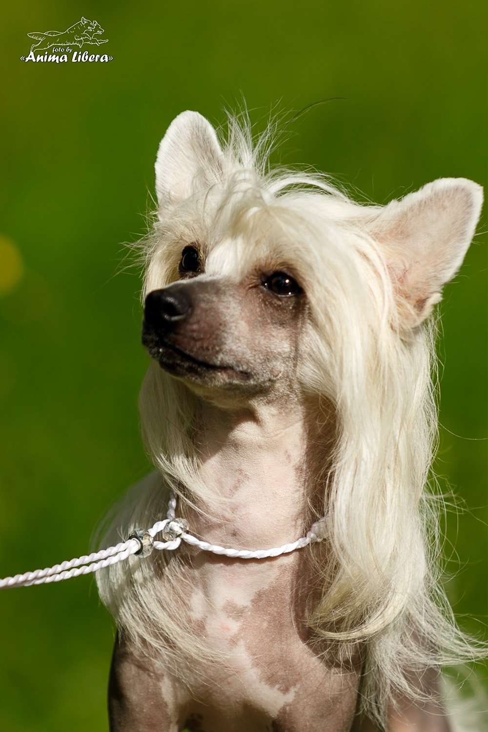 Olivia Dream About Me