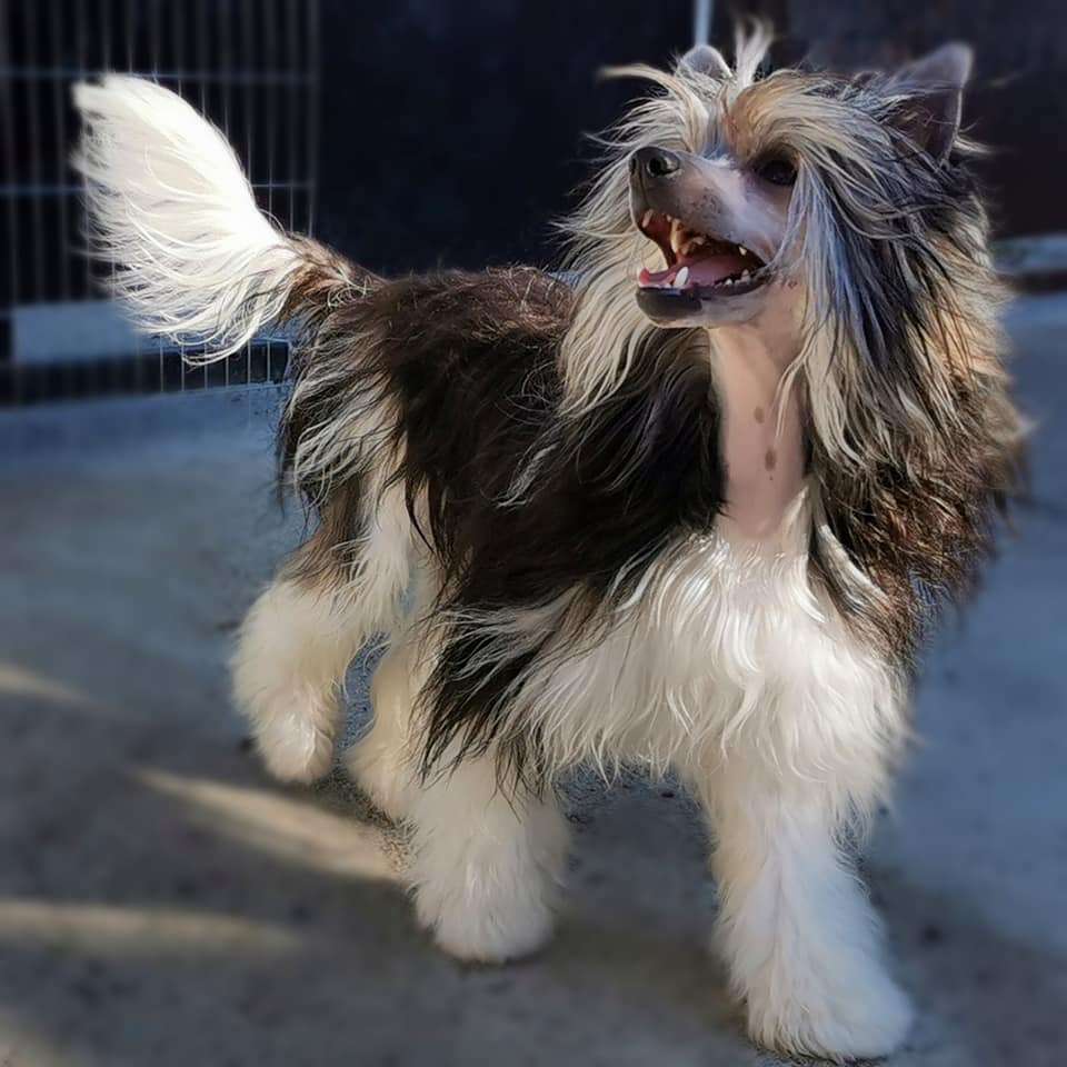 Ping du Royaume d'Arès